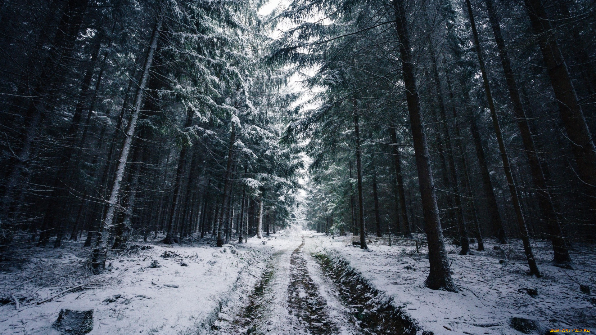 природа, дороги, зима, дорога, следы, деревья, снег, лес, ветки