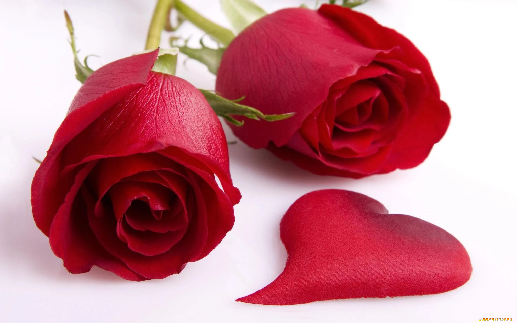 цветы, розы, красные, сердечко