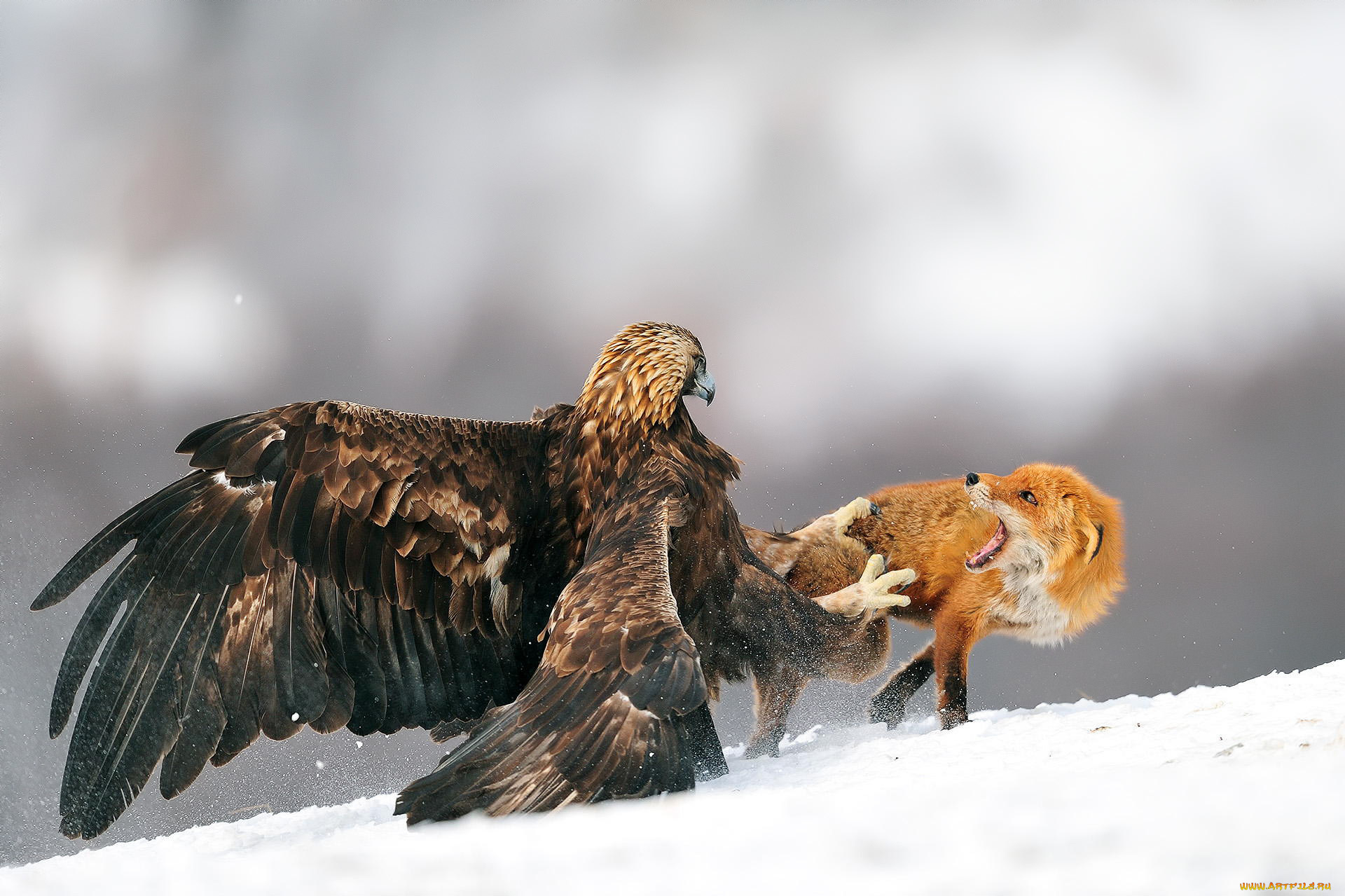 животные, разные, вместе, орел, битва, лиса, птица, снег, зима