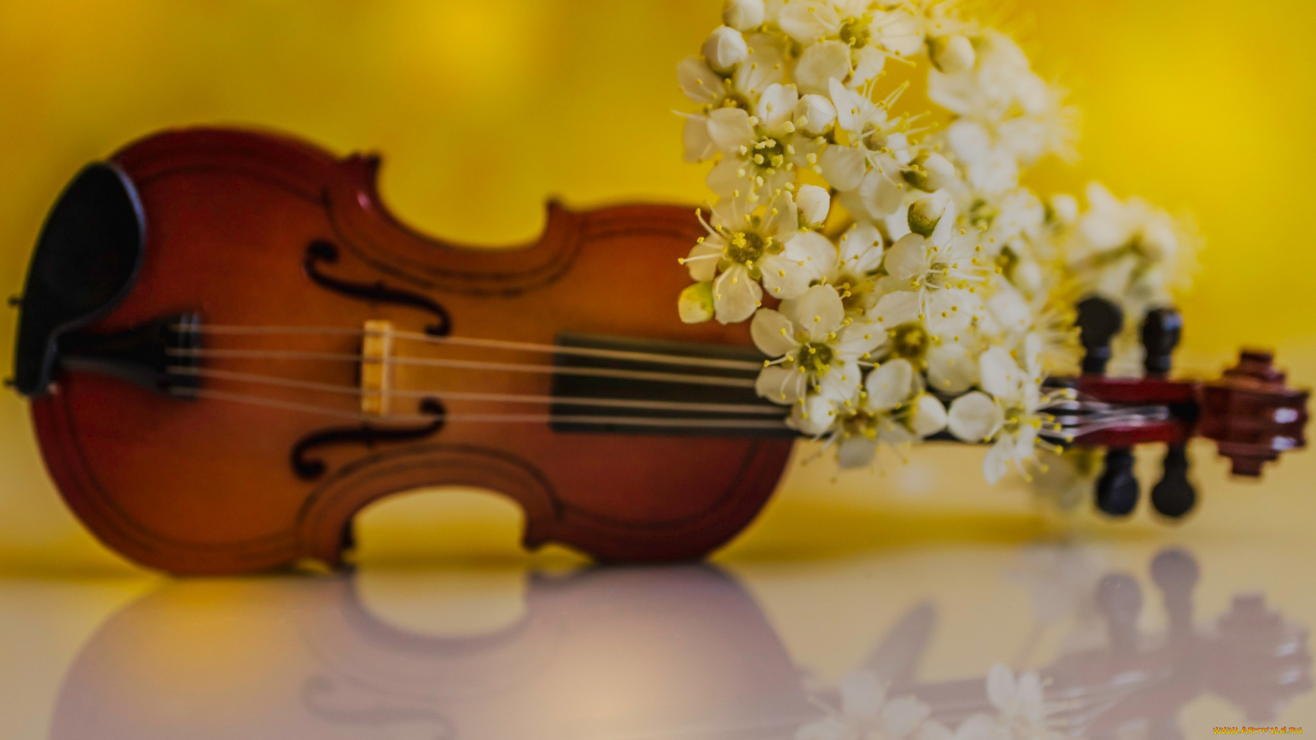музыка, -музыкальные, инструменты, цветы, лепестки, скрипка, весна