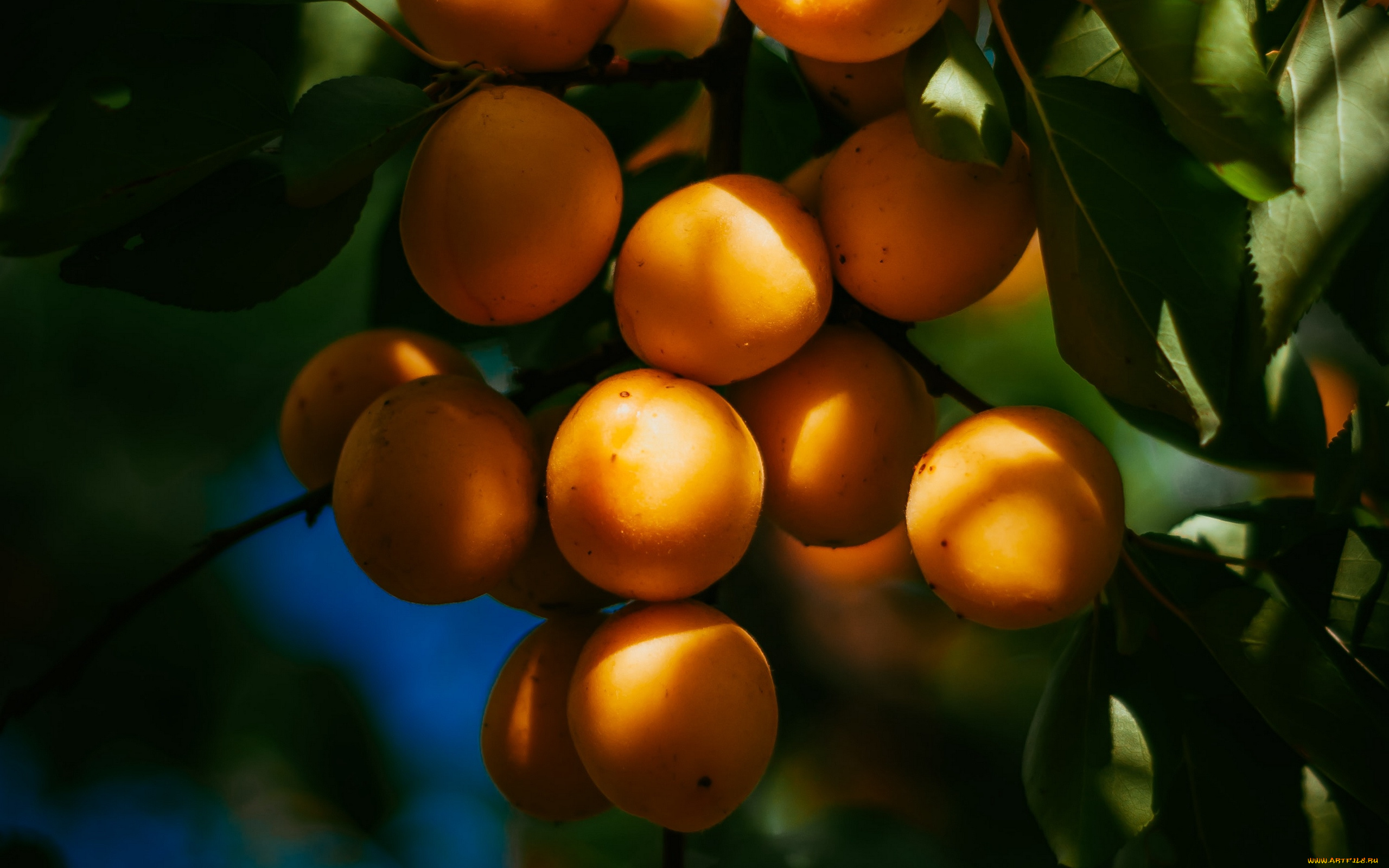 природа, плоды, абрикосы