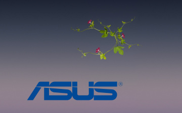 Картинка компьютеры asus логотип фон цветы