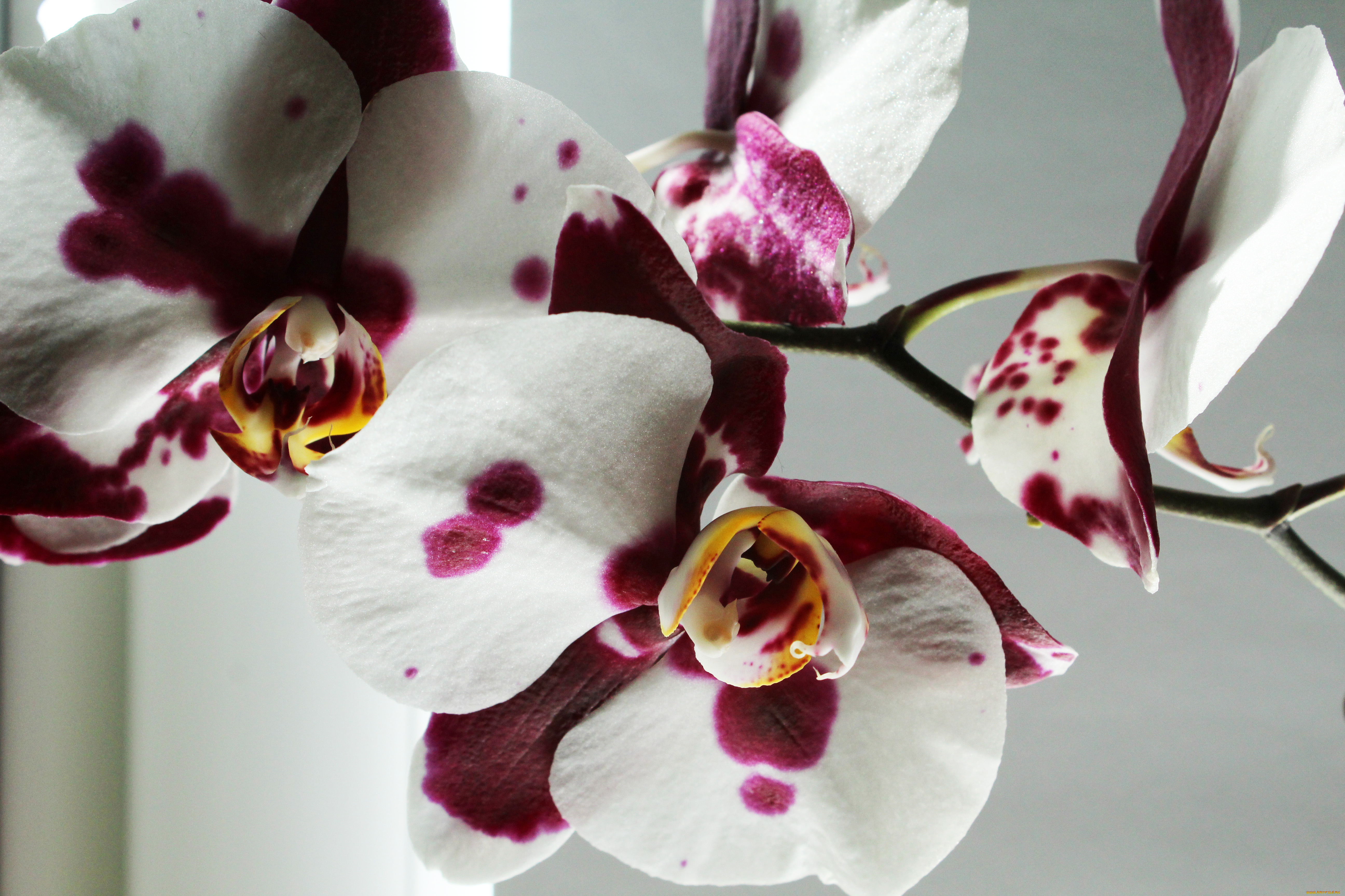 цветы, орхидеи, орхидея, фон