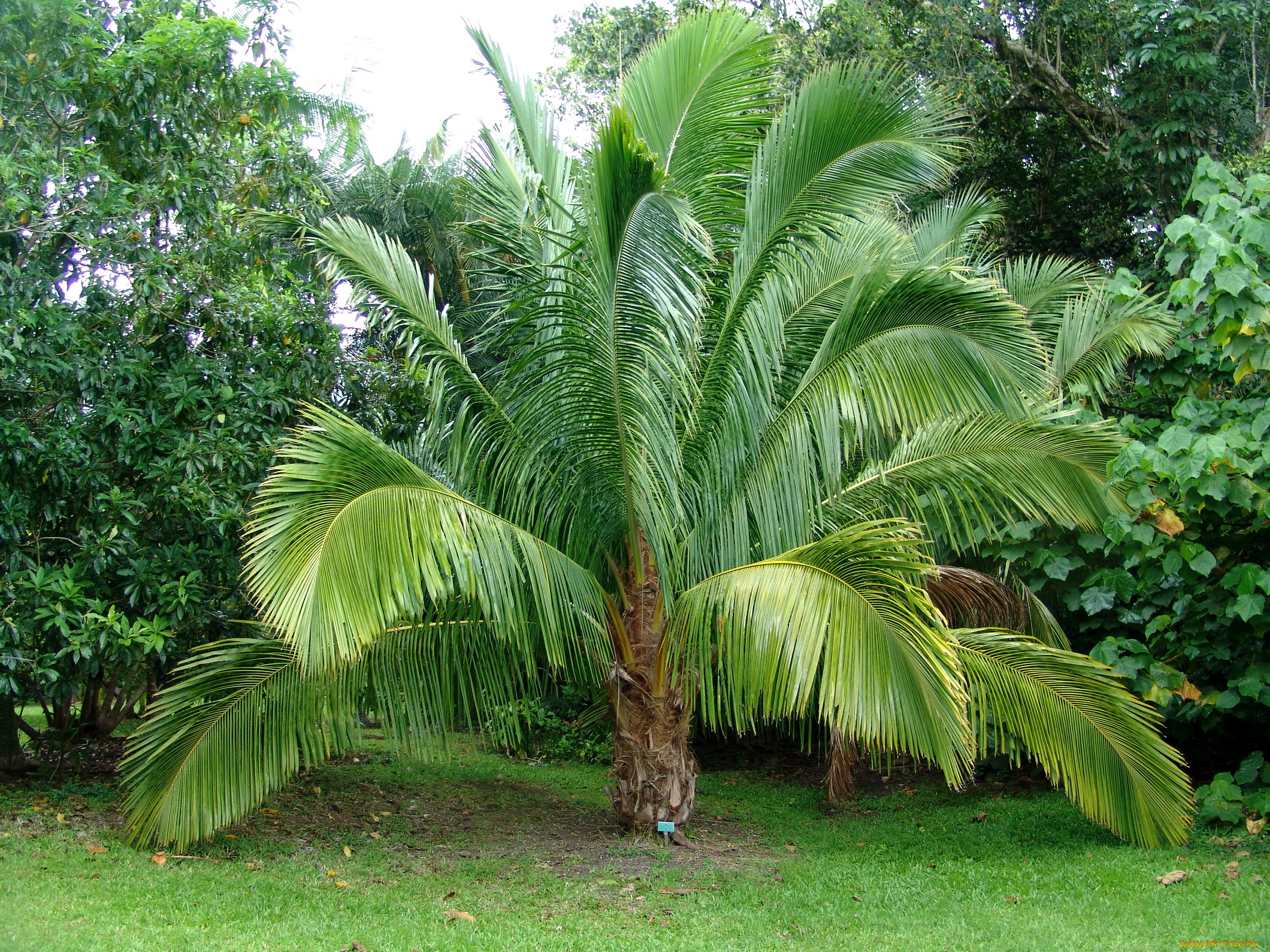 botanical, gardens, hawaii, природа, парк, пальмы