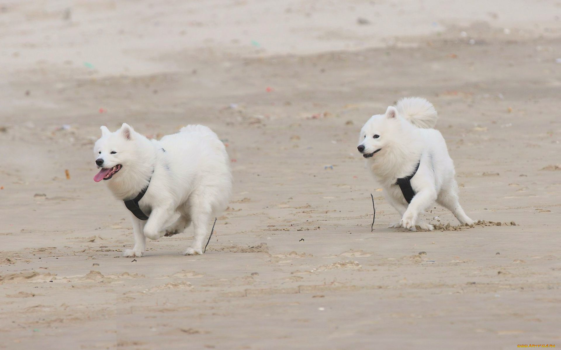 животные, собаки, пляж, песок, бег