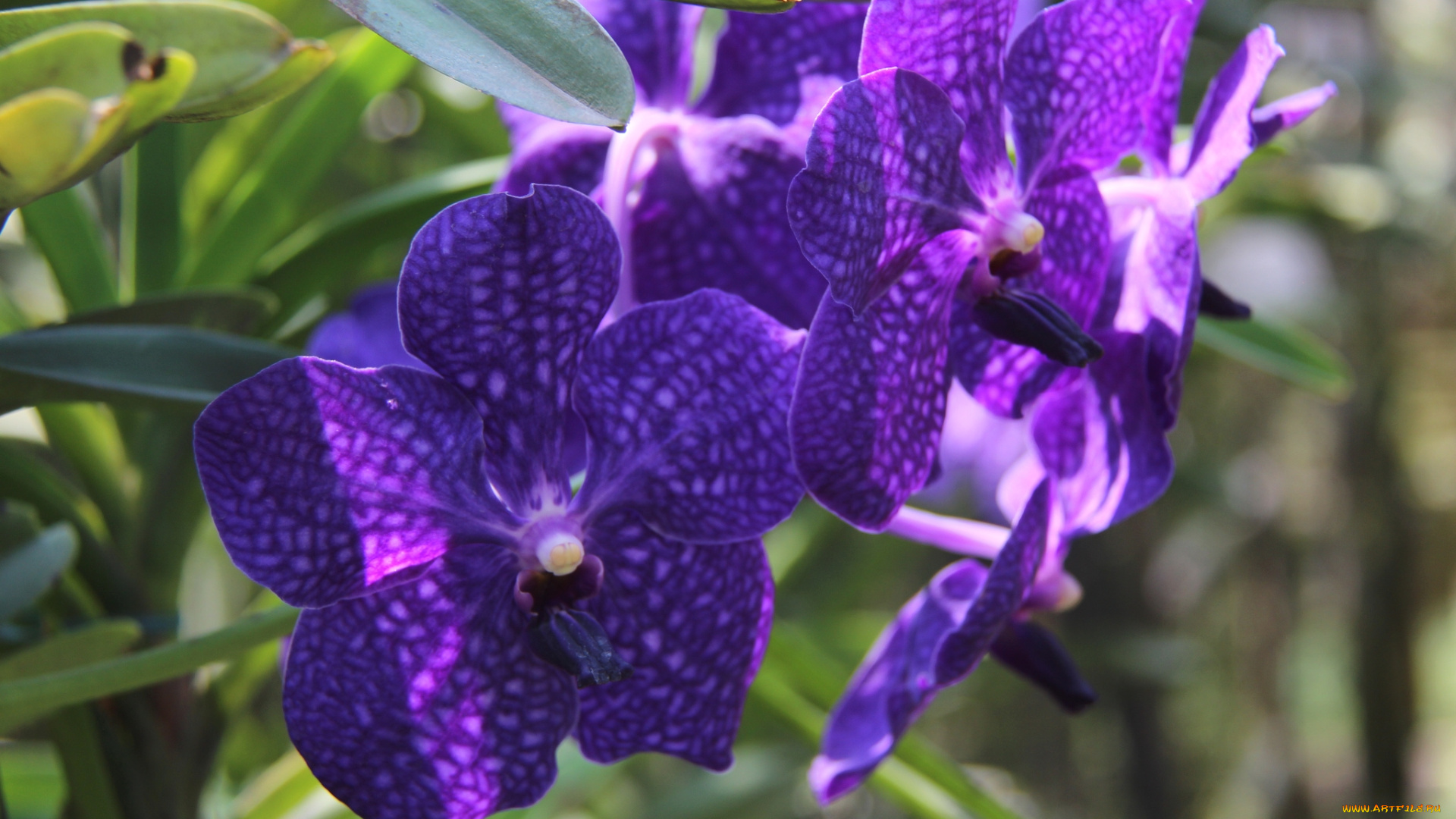 цветы, орхидеи, фиолет