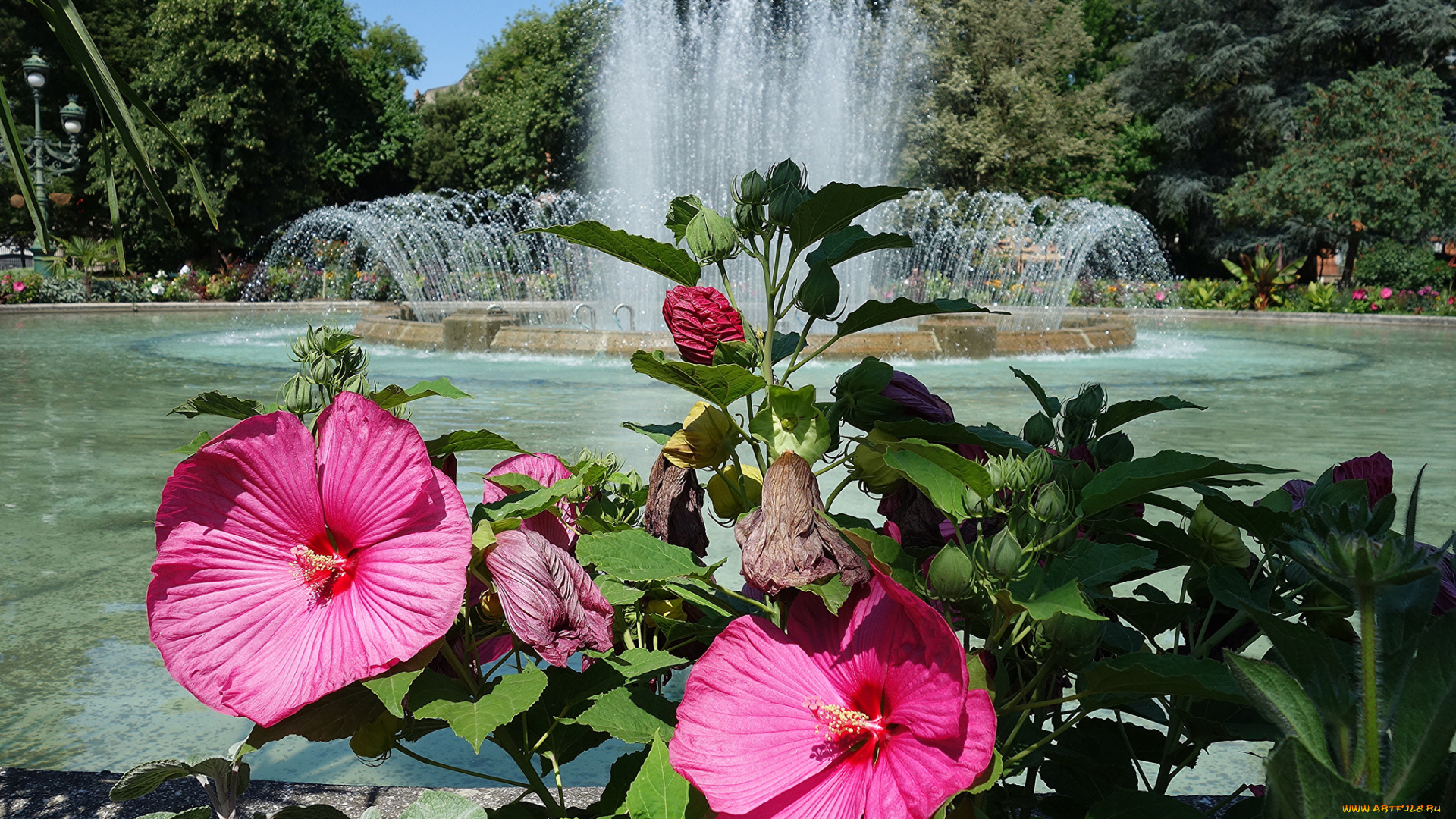 цветы, гибискусы, солнечно, розовые, парк, фонтан