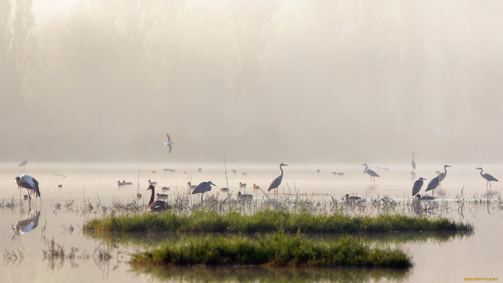 животные, журавли, утро, озеро, туман, птицы, природа