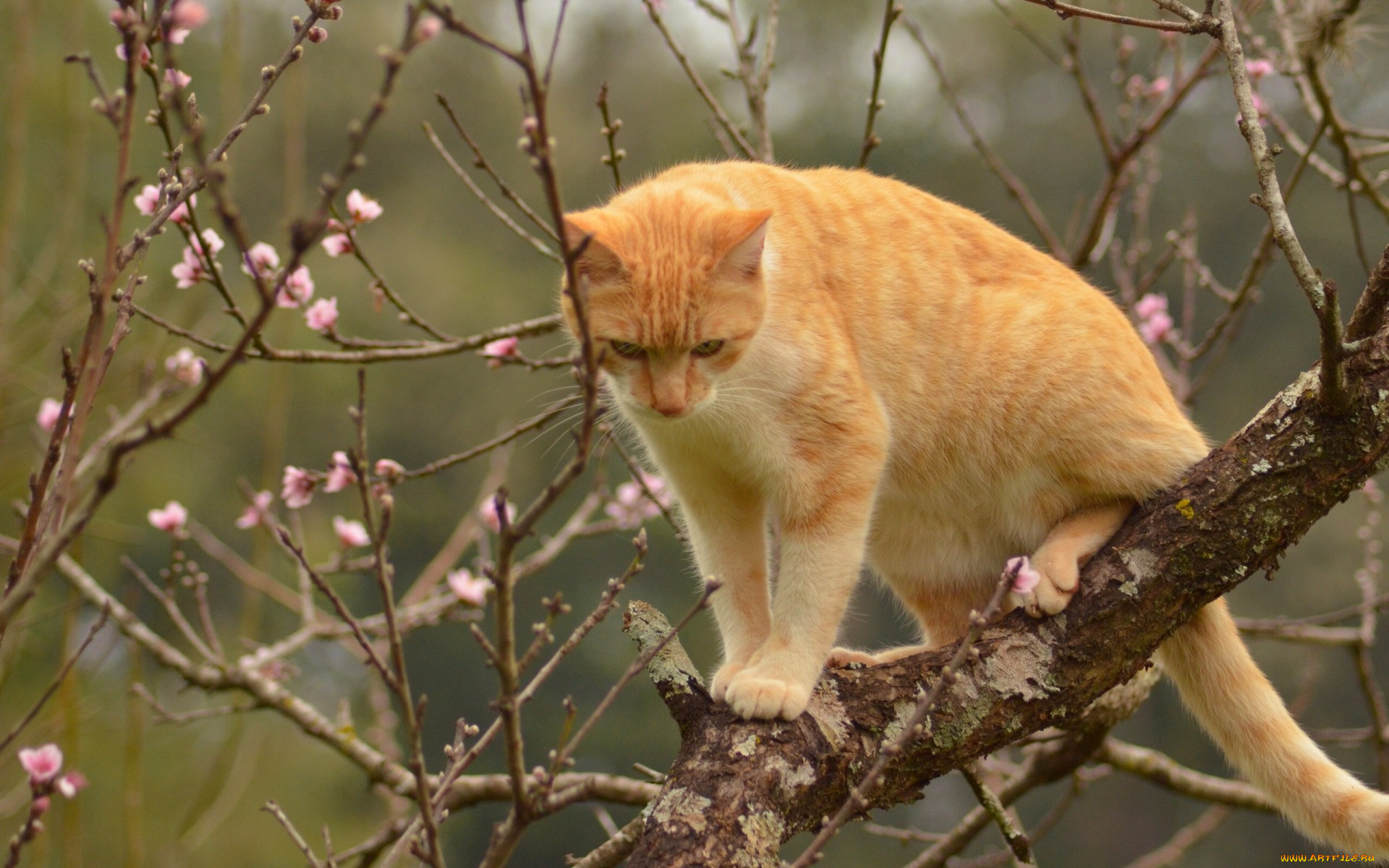 животные, коты, кот, кошка, рыжая, на, дереве, дерево, ветки, весна