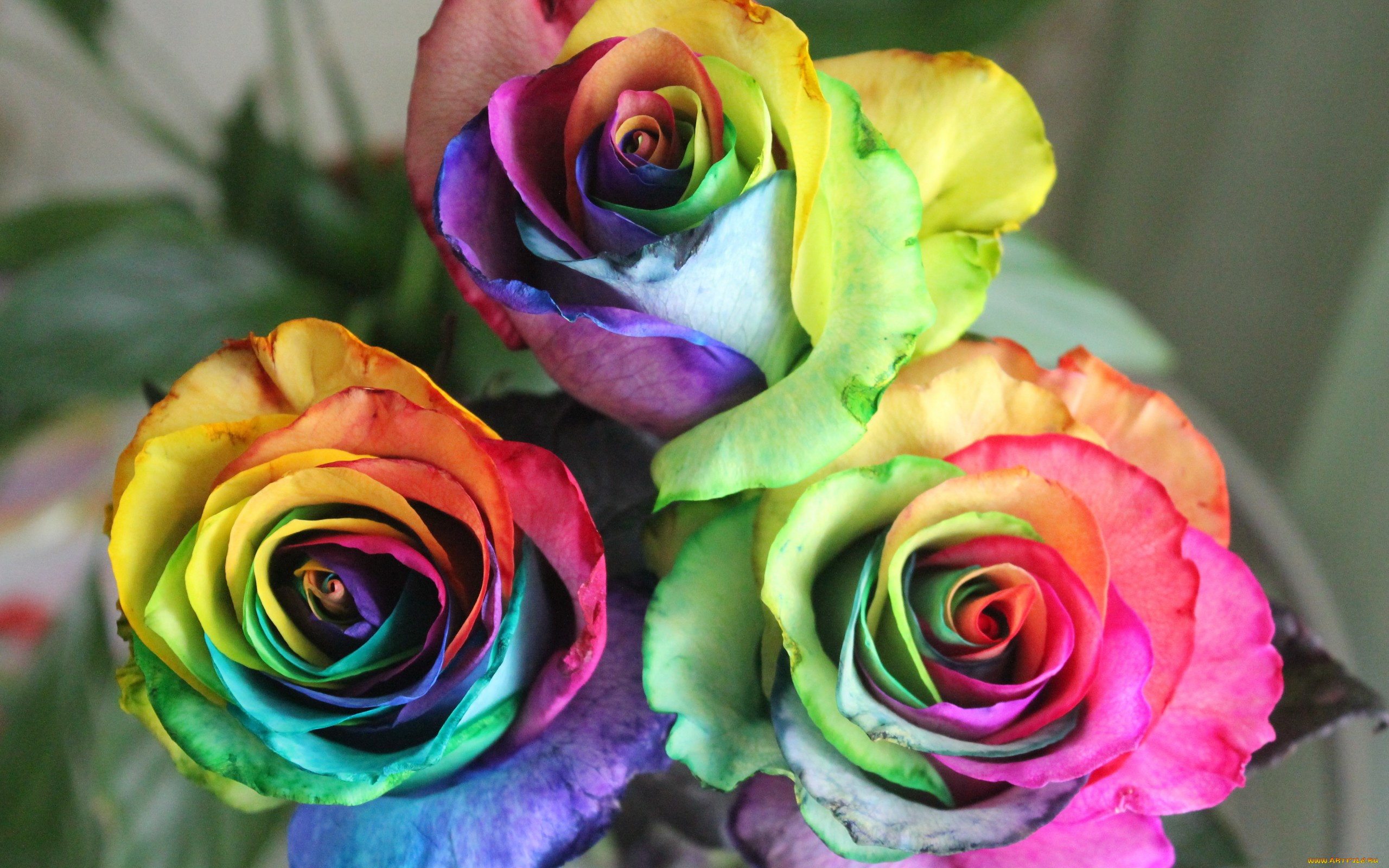 цветы, розы, зеленое, настроение, день, радуга