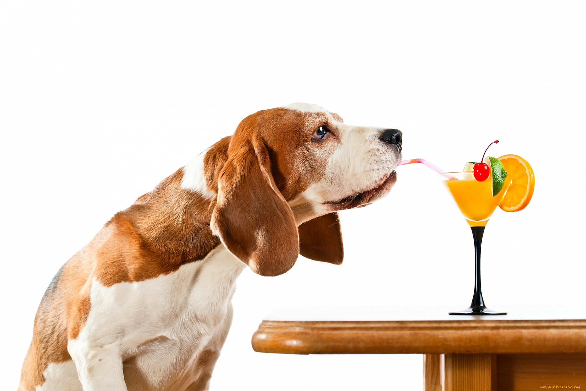 животные, собаки, стол, белый, фон, апельсин, вишня, коктейль