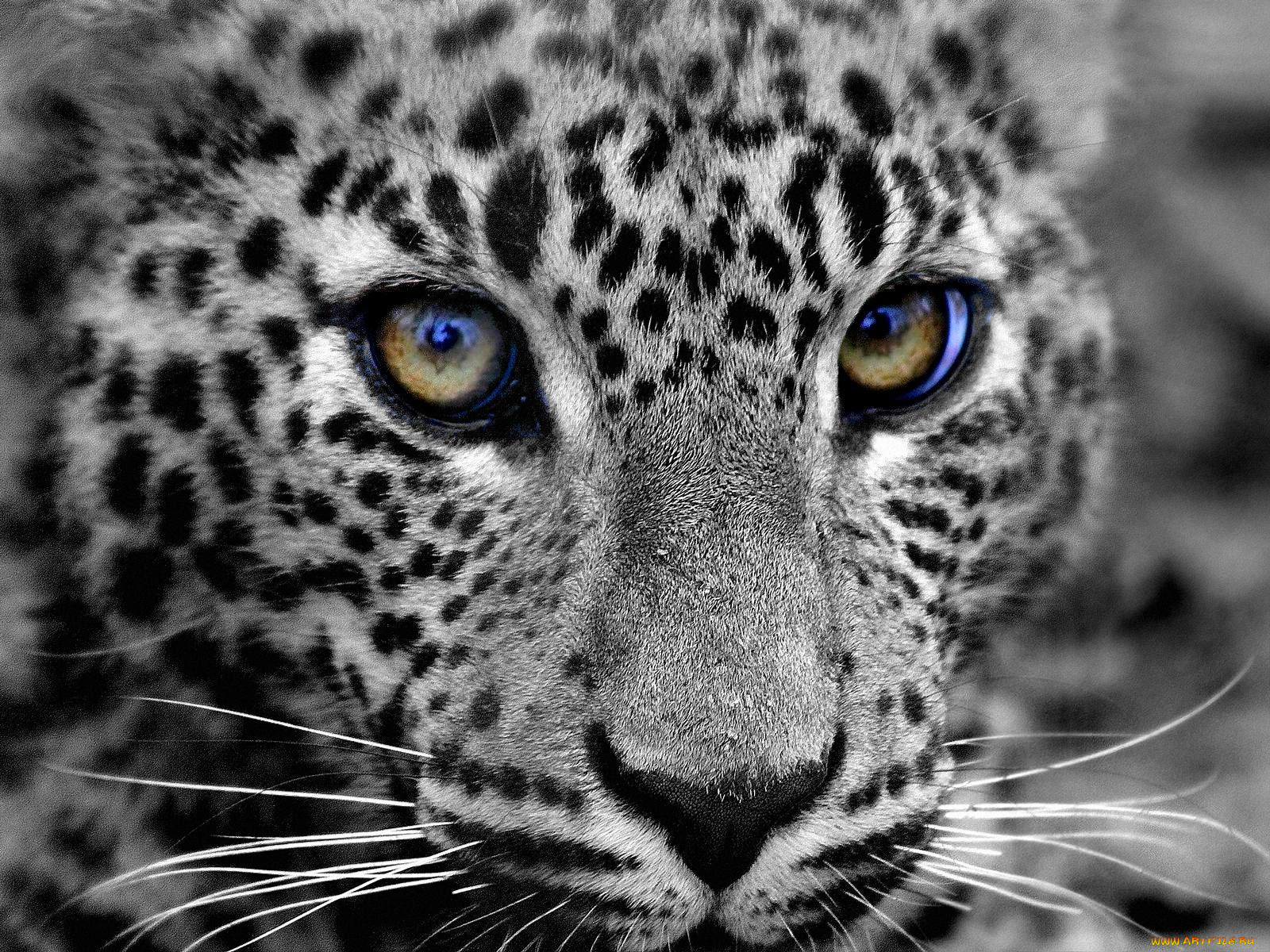 животные, леопарды, морда, глаза
