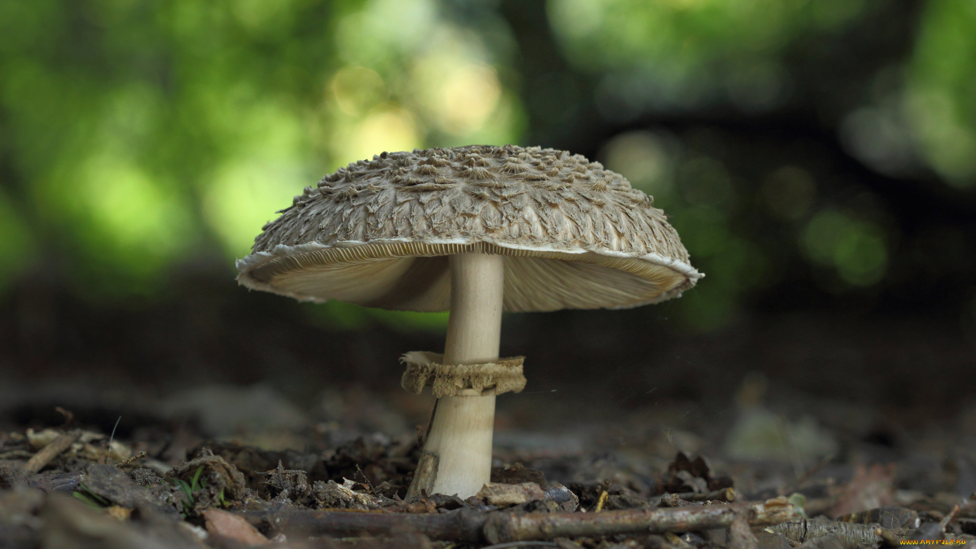 природа, грибы, гриб-зонтик, лес, макро, трава, один, гриб