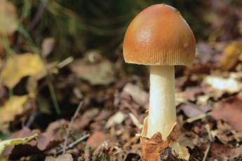 Картинка природа грибы макро один шляпка ядовитый поганка гриб
