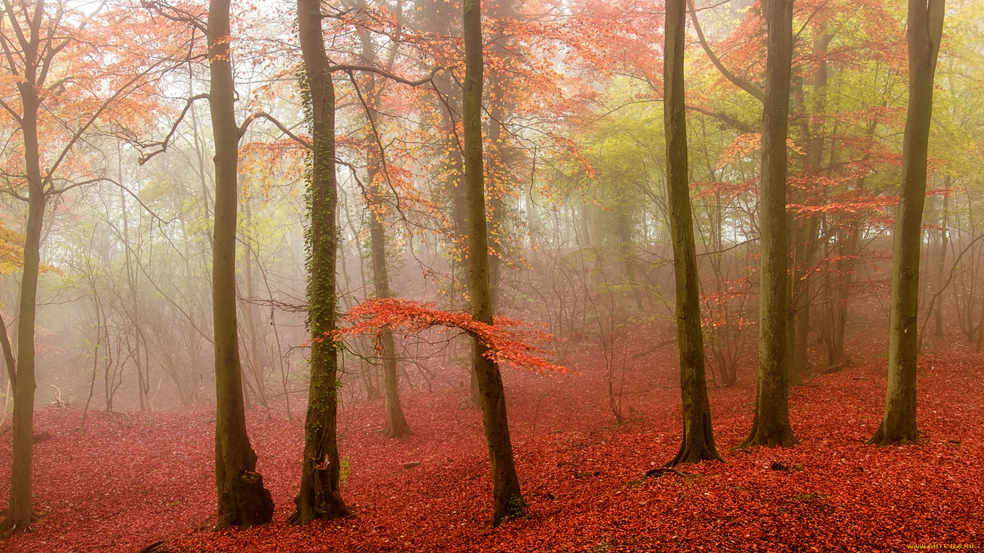 природа, лес, туман, осень, листья, деревья