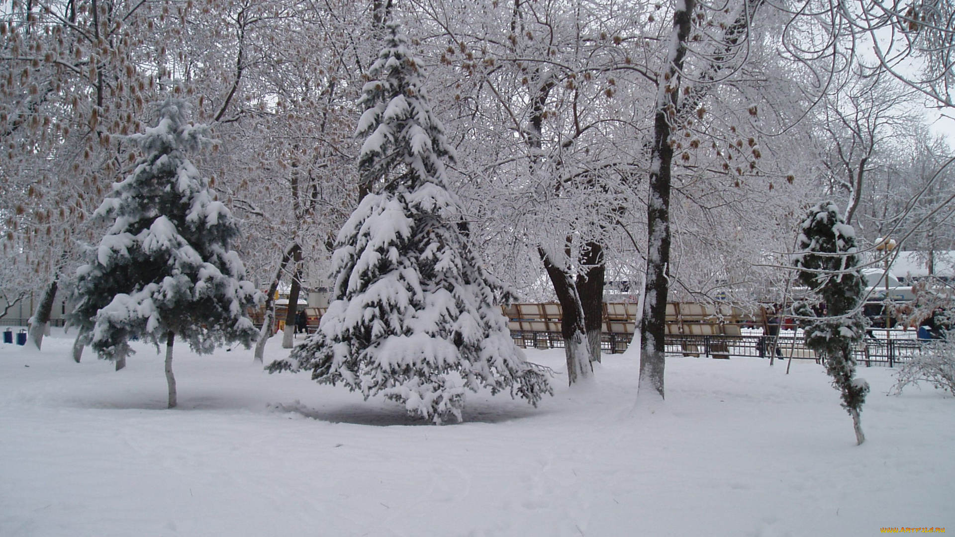 елка, зимой, природа, деревья, лес, зимой, зима, снег, зимний, парк, парк, зимой, парк, природа, зимой, зимний, лес