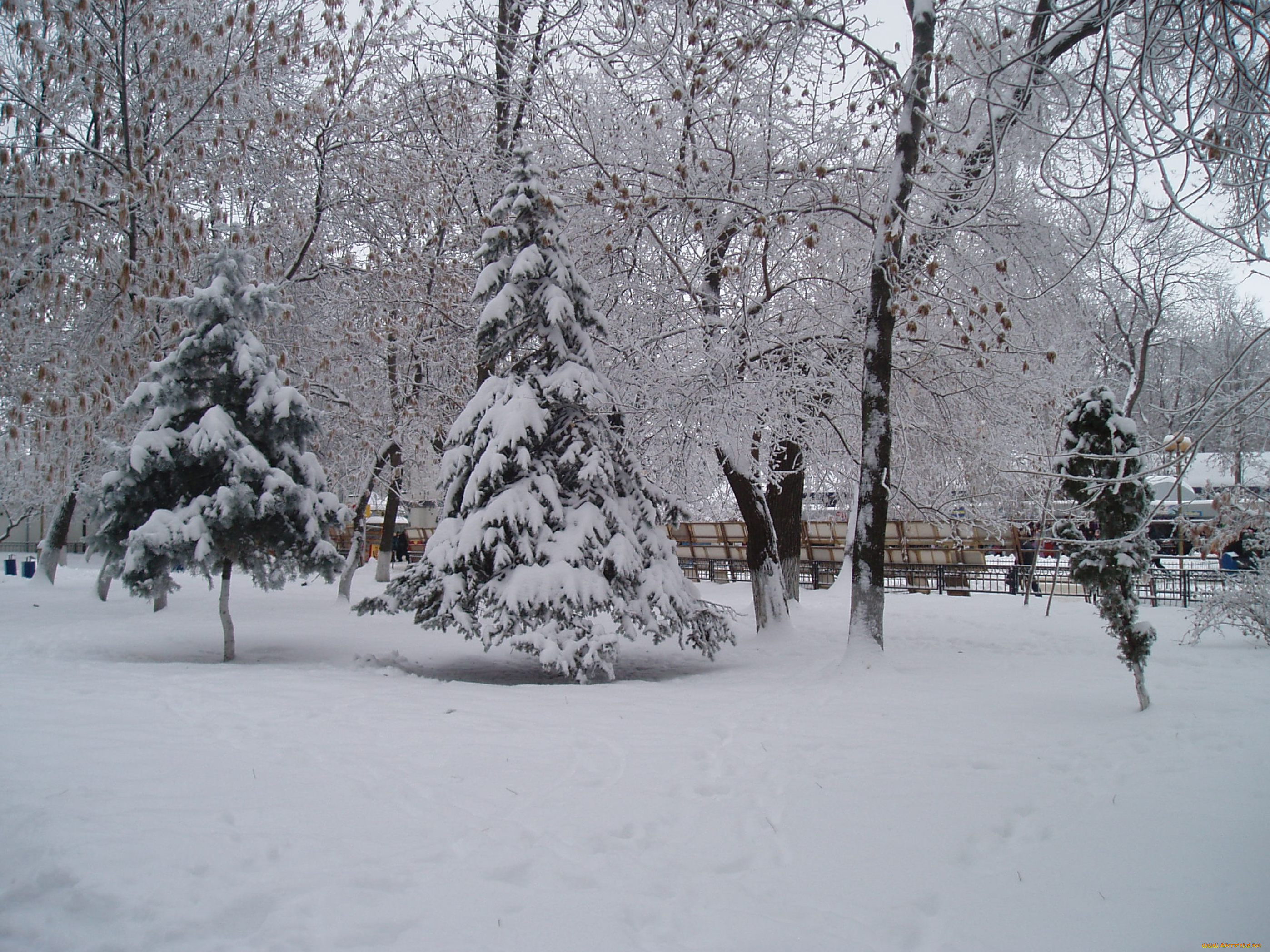 елка, зимой, природа, деревья, лес, зимой, зима, снег, зимний, парк, парк, зимой, парк, природа, зимой, зимний, лес