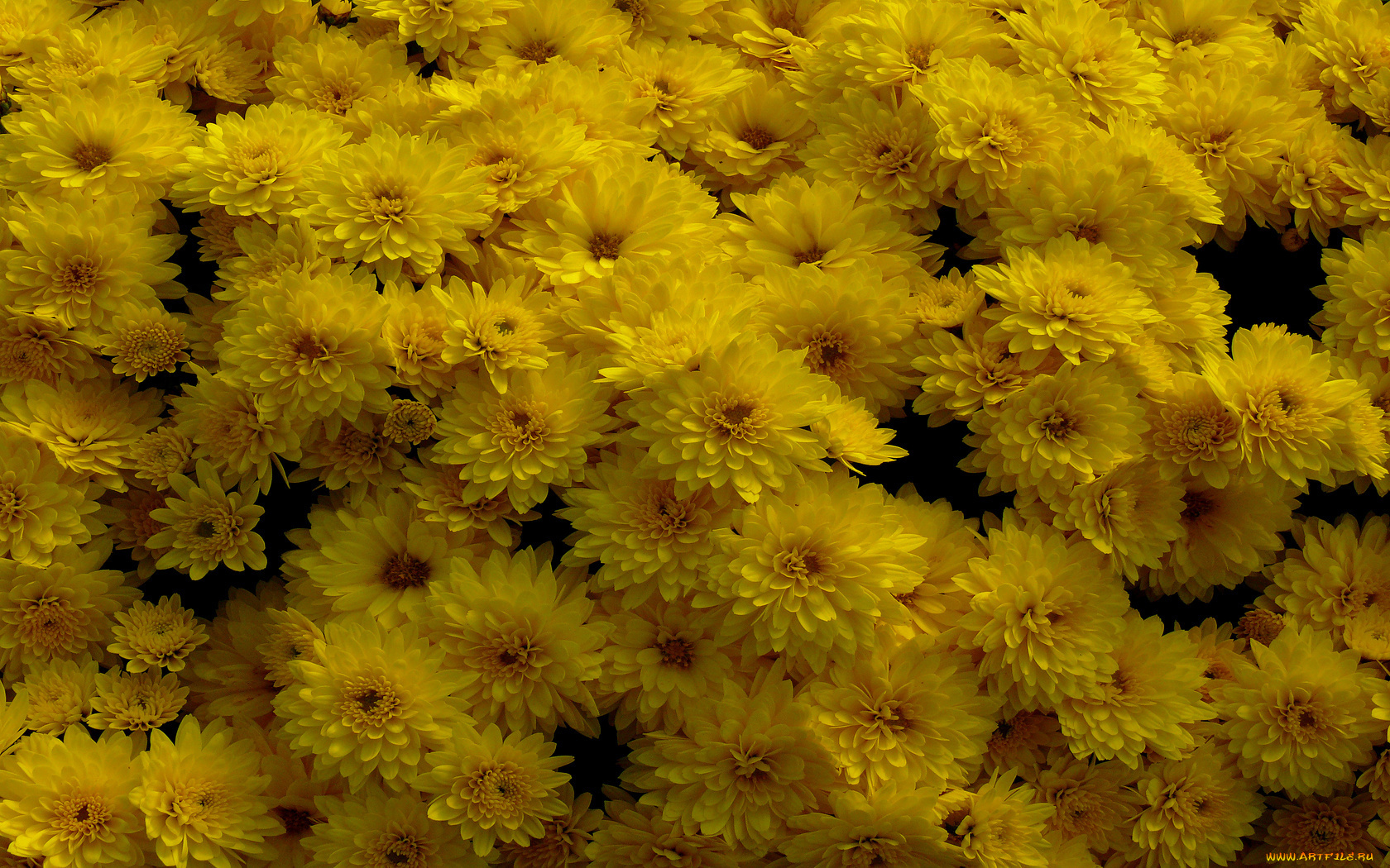 цветы, хризантемы, много, жёлтые