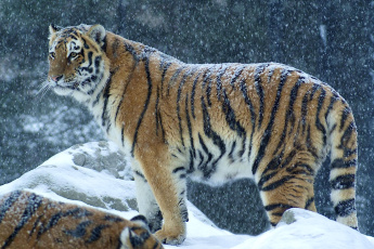 Картинка животные тигры хищник снег полосатый