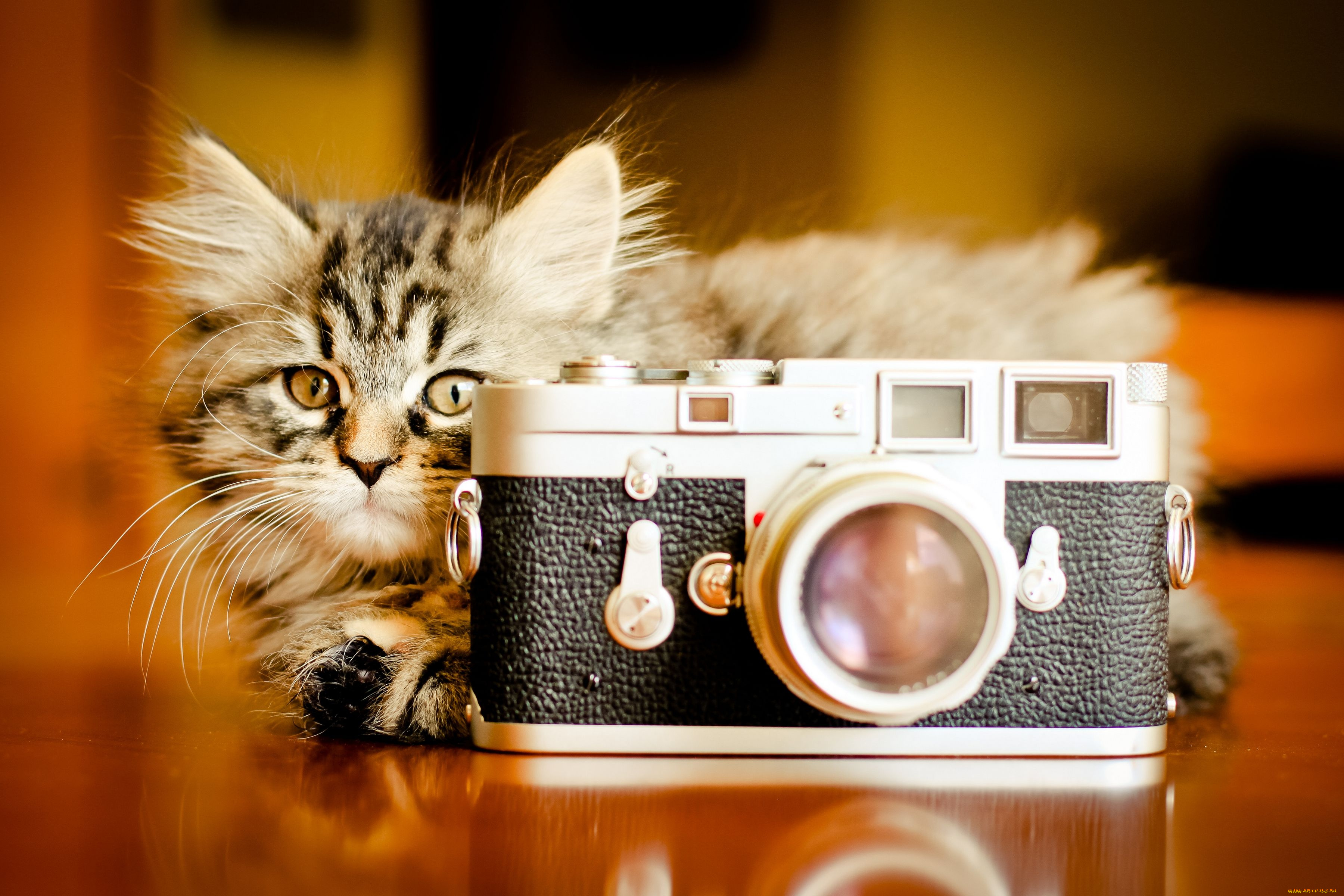 животные, коты, котёнок, фотоаппарат