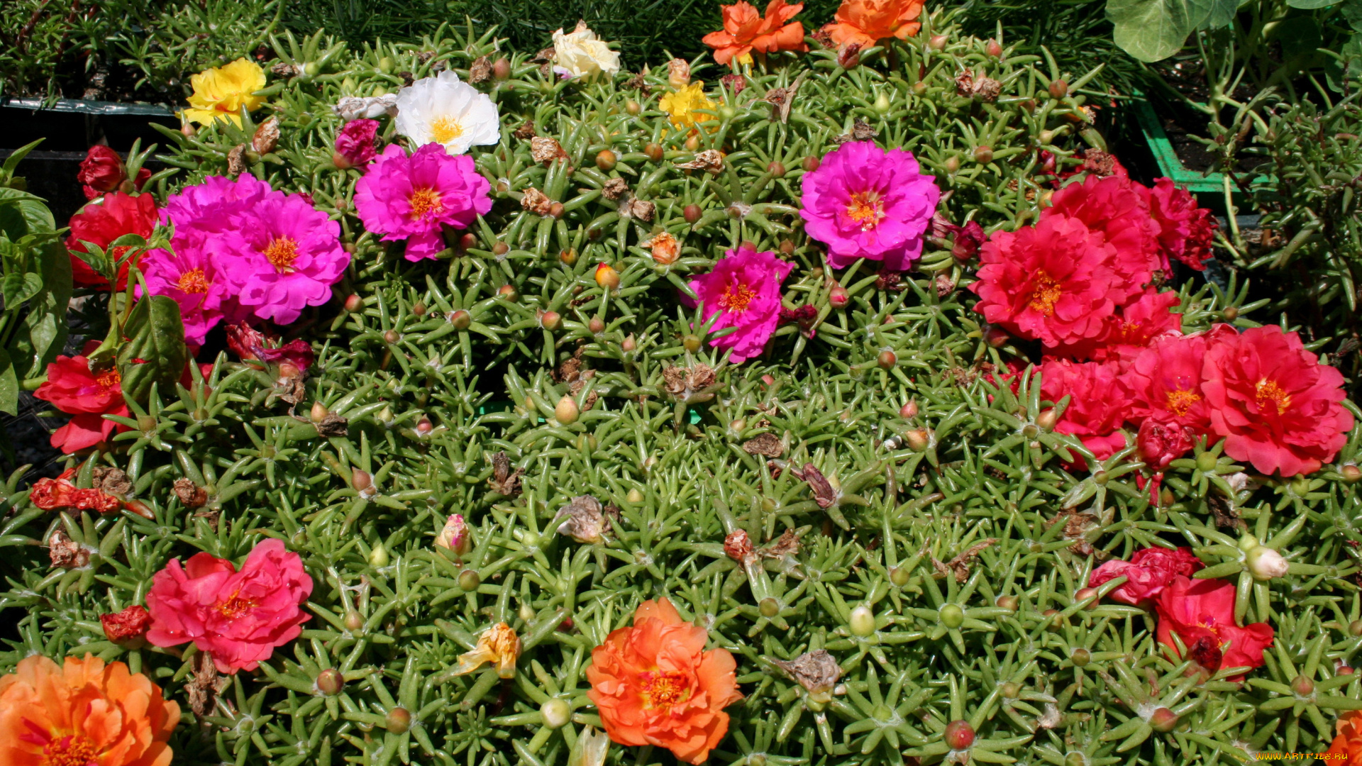 цветы, портулак, сад, много, portulaca, margarita