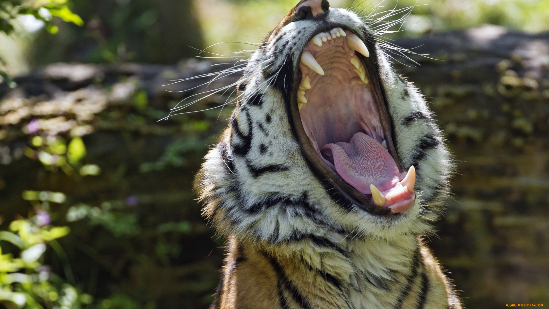 животные, тигры, пасть, зевает, хищник, морда, язык, клыки