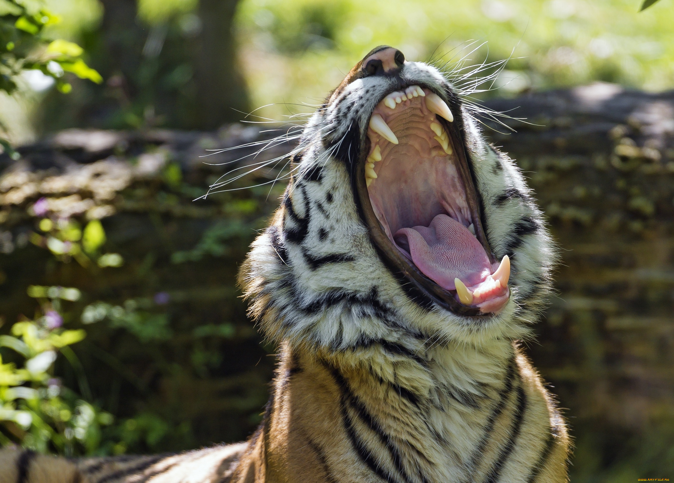 животные, тигры, пасть, зевает, хищник, морда, язык, клыки