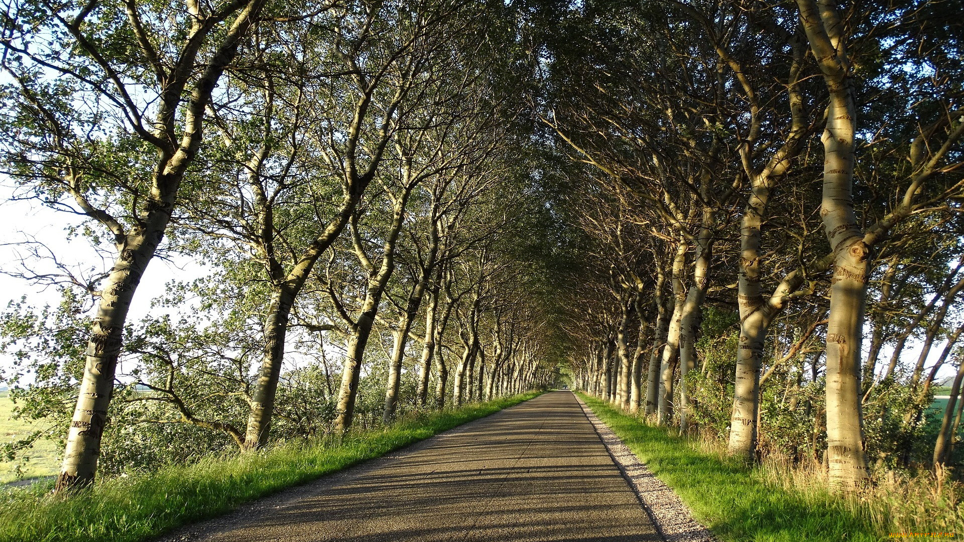 природа, дороги, деревья, шоссе