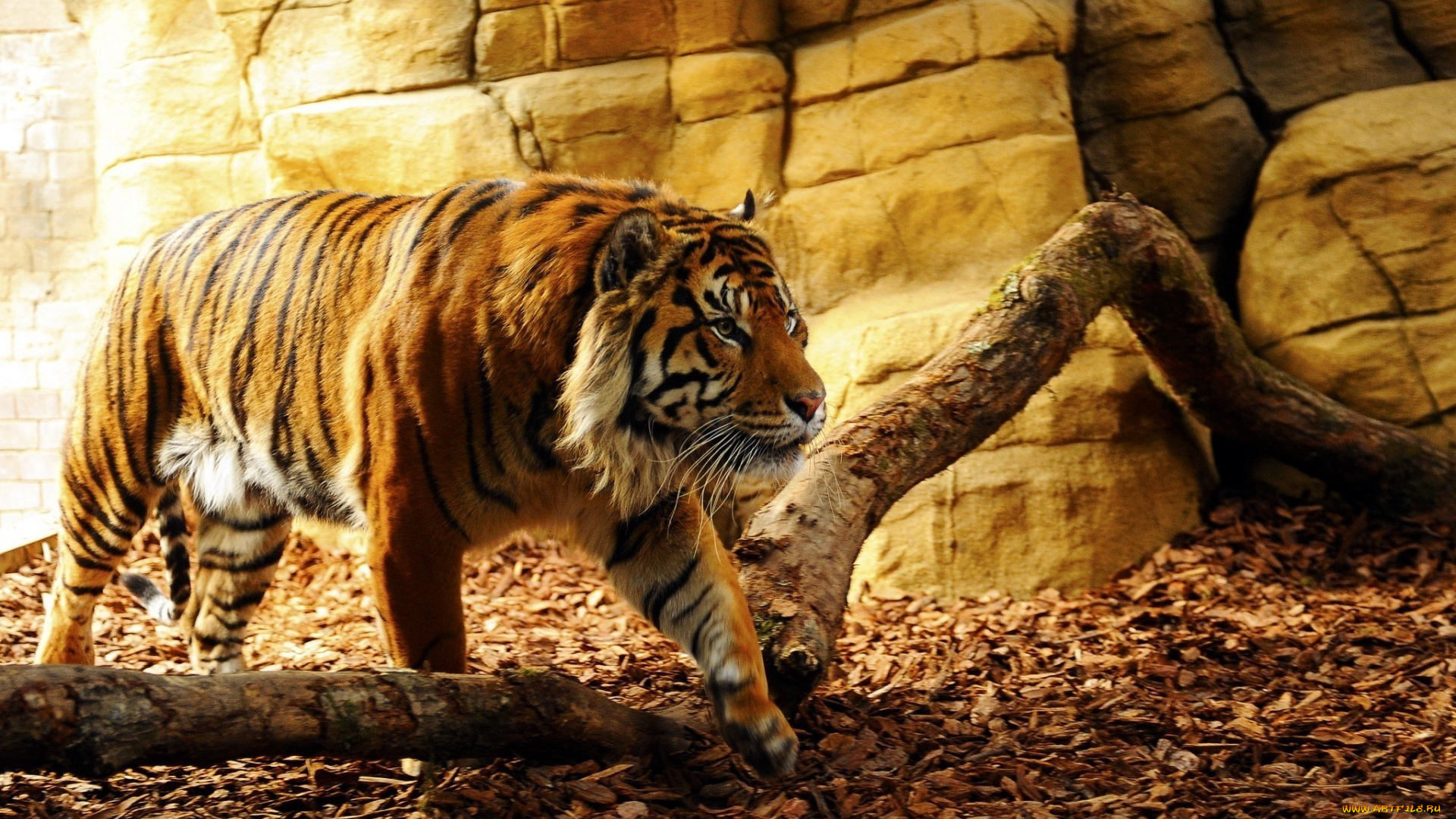 животные, тигры, fang, animal, predator, tiger, tora, konoha, leaf