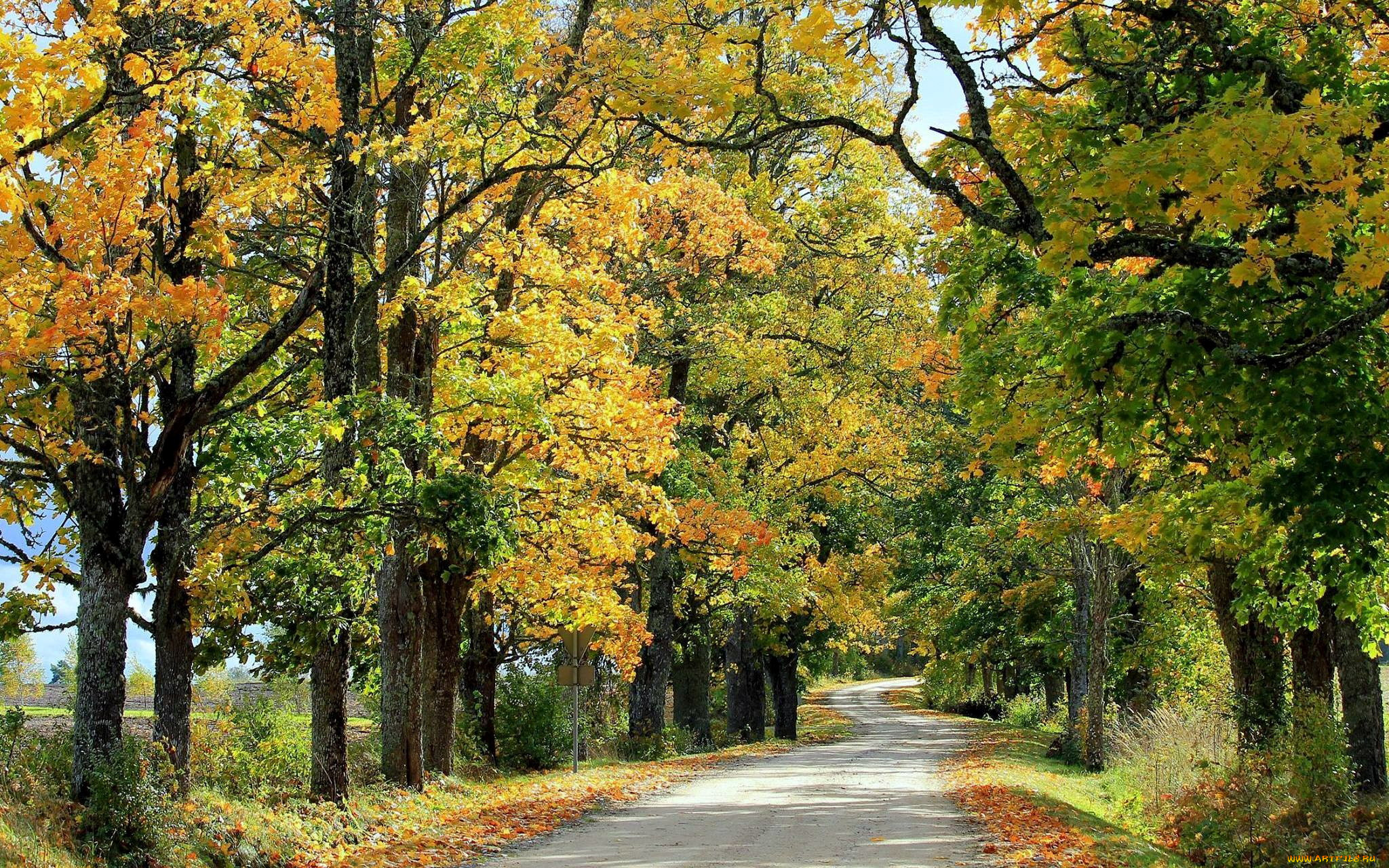 природа, дороги, осень, деревья, дорога, проселочная