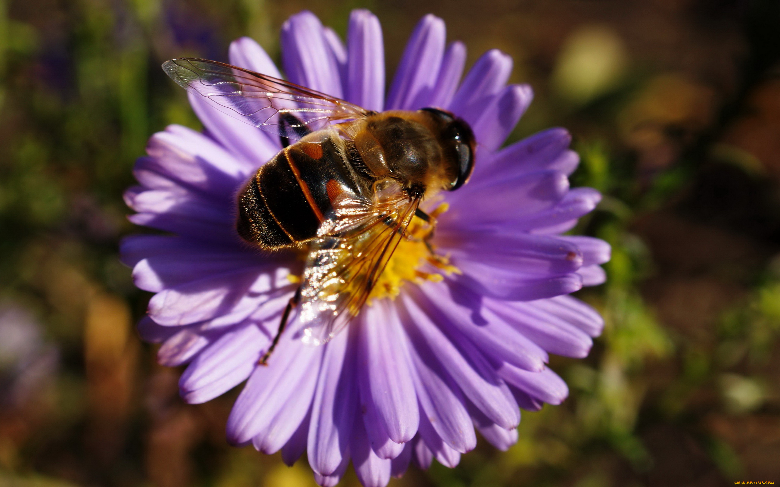 пчела, животные, насекомые, полосатая, муха, журчалка, пчелка