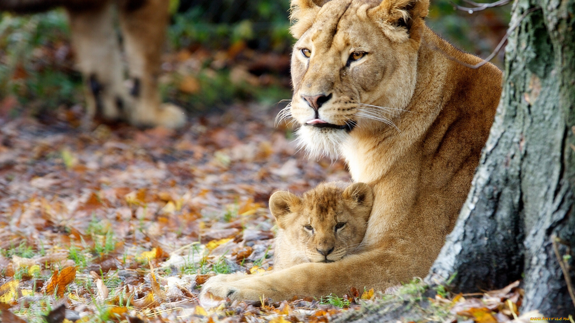 животные, львы, осень, материнство, львёнок, львица