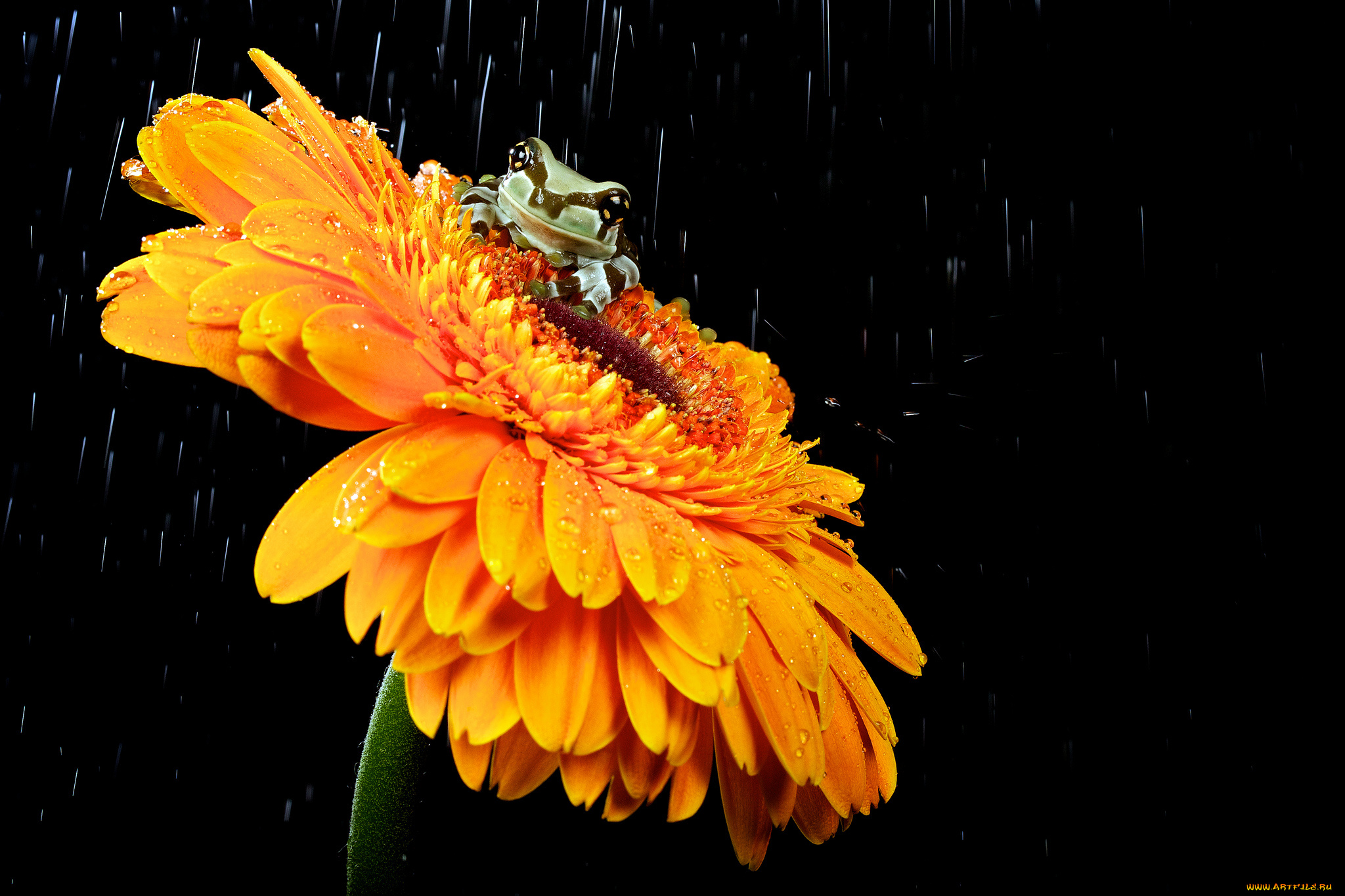 животные, лягушки, лягушонок, цветок, гербера, дождь