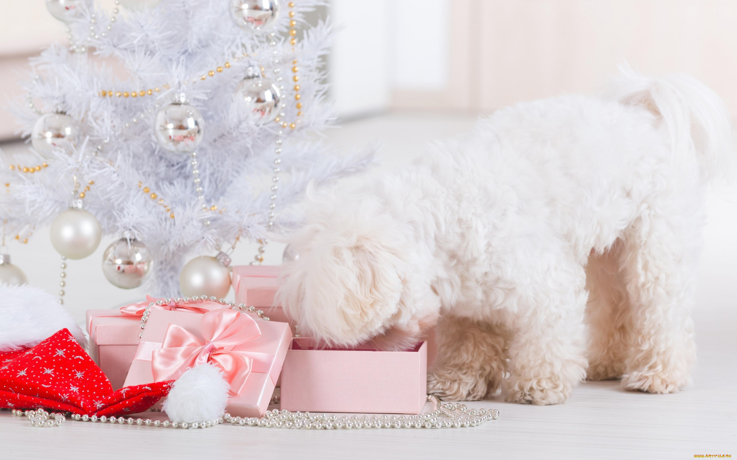 животные, собаки, dog, new, year, праздник, рождество, новый, год, собака, christmas