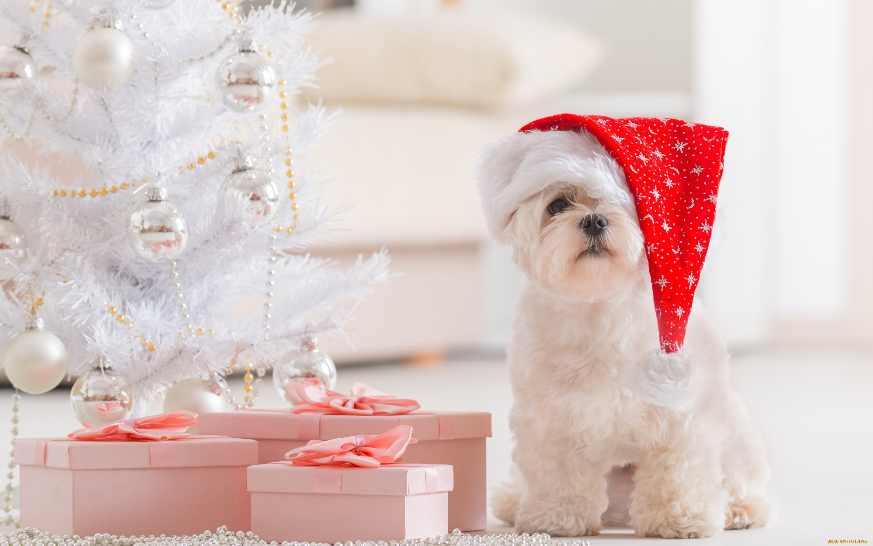 животные, собаки, белый, собака, кучерявый, праздник, щенок, новый, год, рождество, подарки, ёлка, шапка, комната