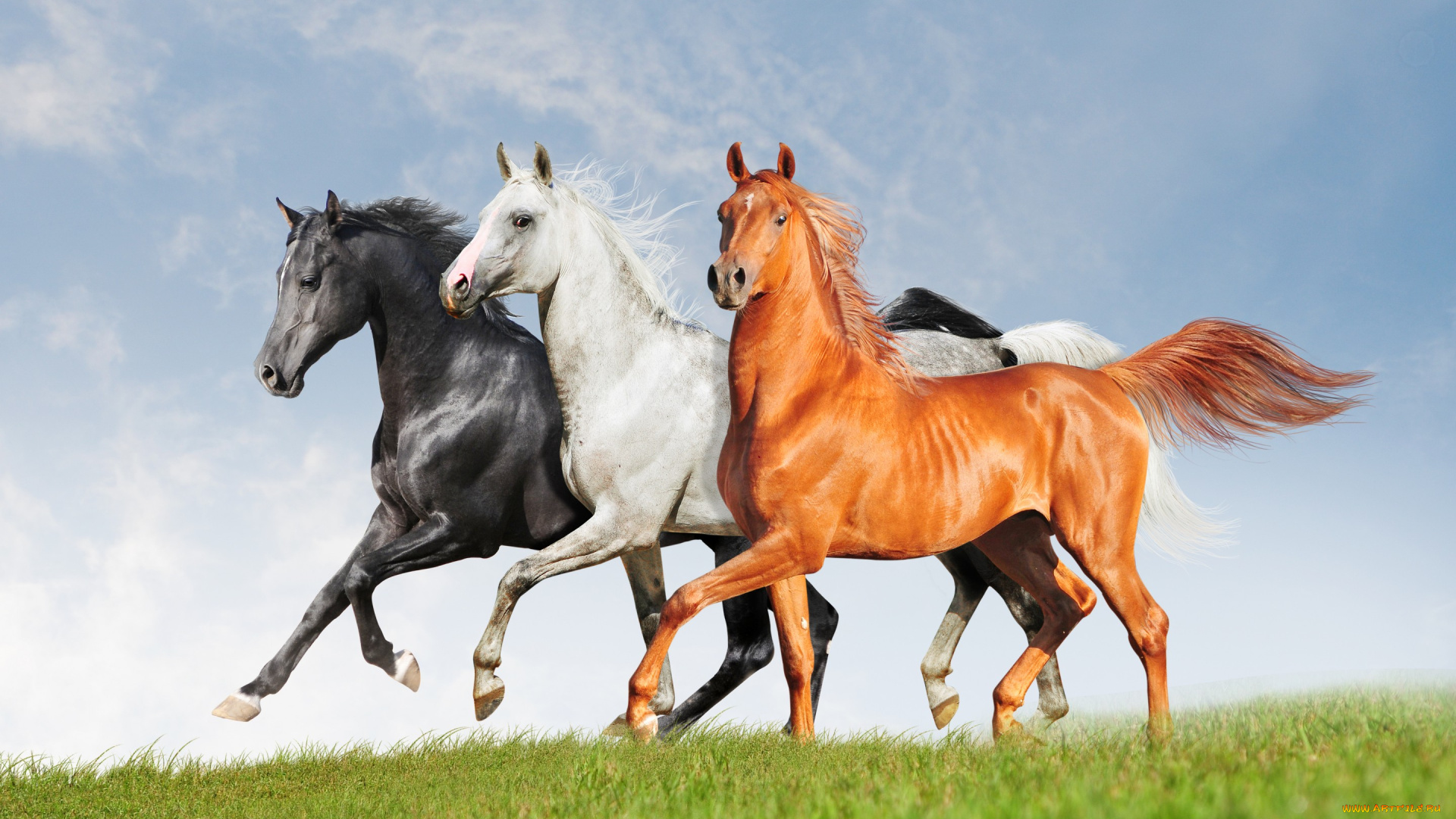 животные, лошади, черный, рыжий, белый, три, тройка, кони, ряд, трава, небо, поле, красавцы
