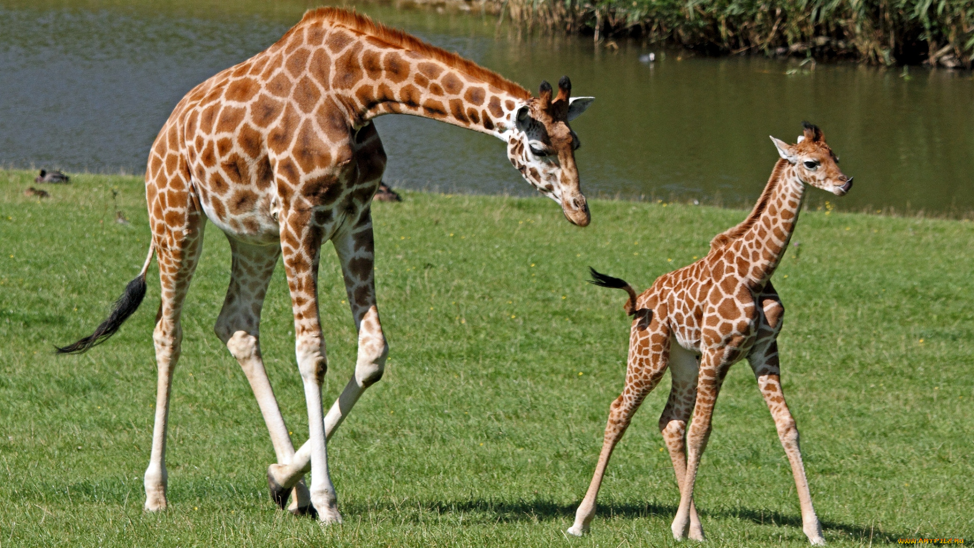 животные, жирафы, мама, малыш, шея