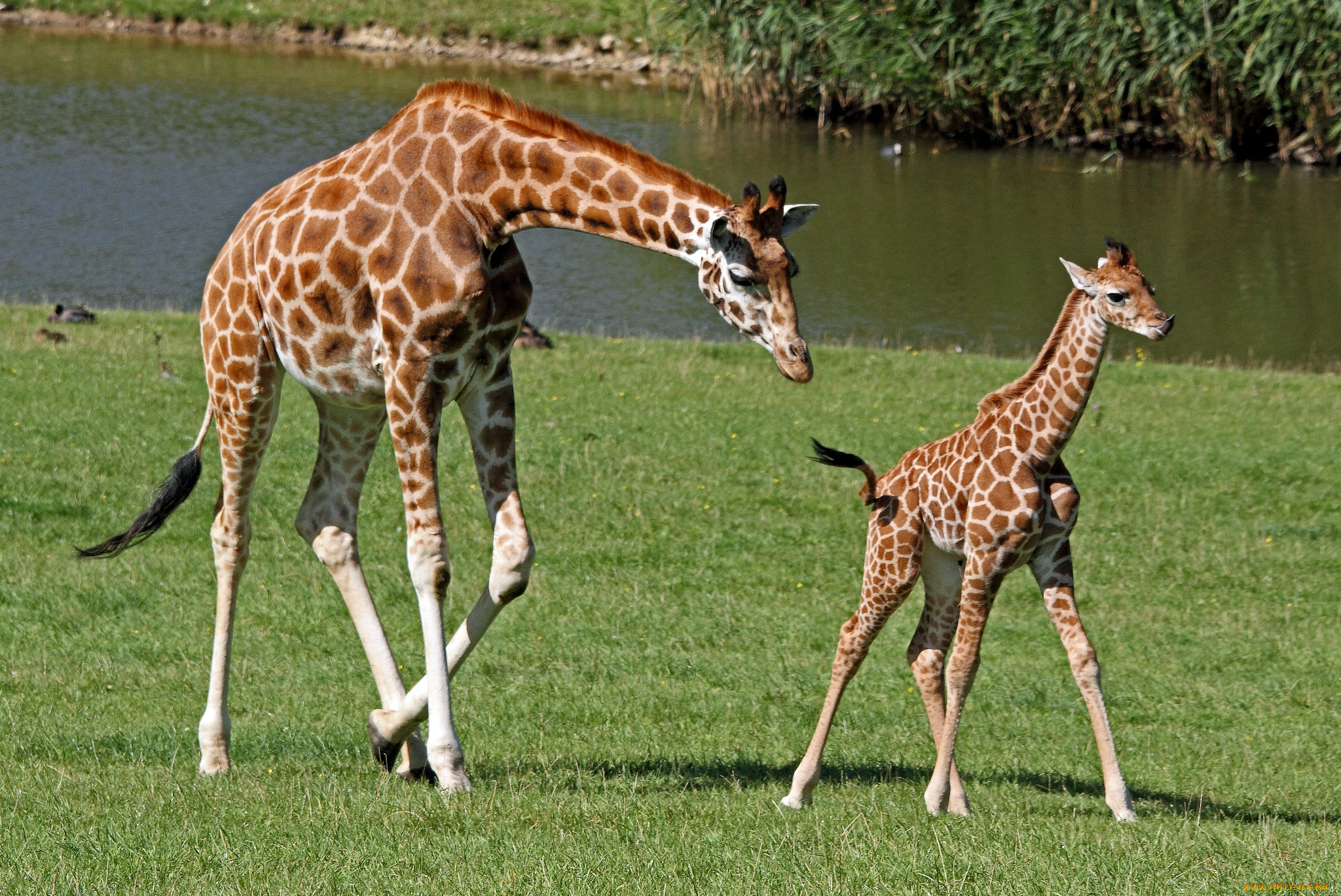 животные, жирафы, мама, малыш, шея