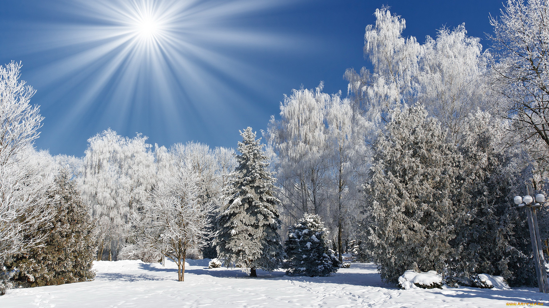 природа, зима, солнце, иней, снег, лес, деревья