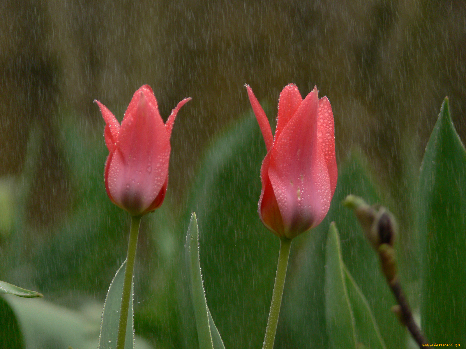 цветы, тюльпаны, красные, дождь