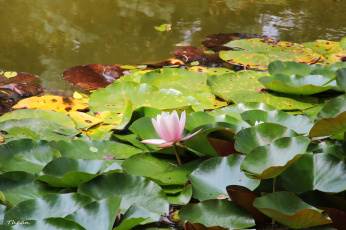 Картинка цветы лилии водяные нимфеи кувшинки пруд листья