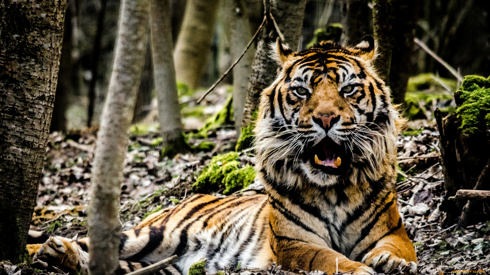 животные, тигры, лес, тигр