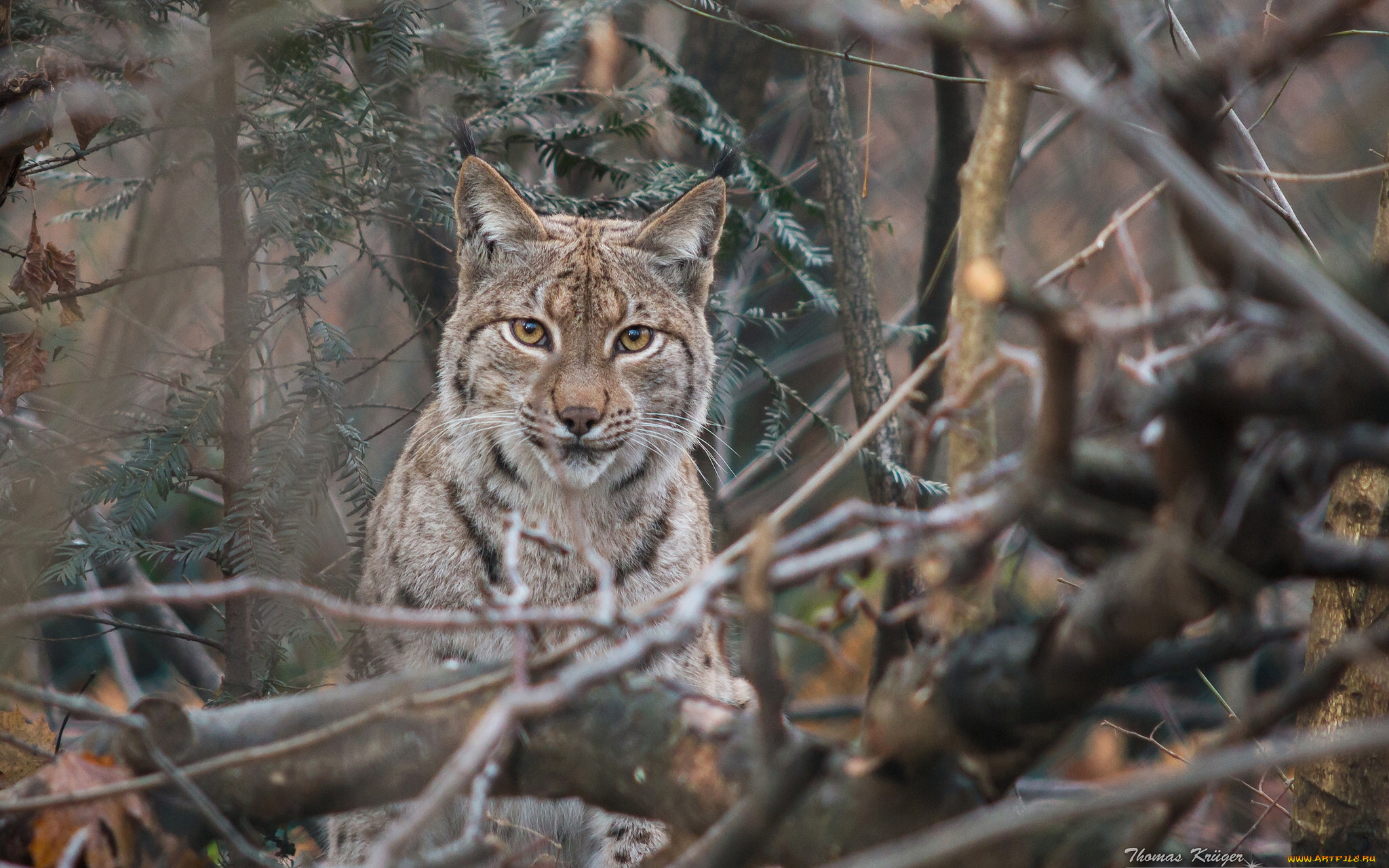 природа животные ветка деревья рысь nature animals branch trees lynx анонимно №559974 природа животные ветка деревья рысь nature animals branch trees lynx № 559973 бесплатно