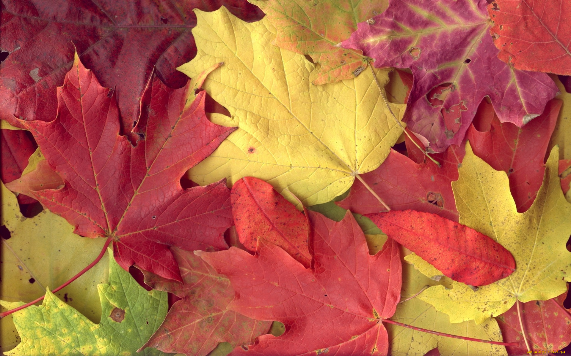 природа, листья, кленовые, осень, разноцветные
