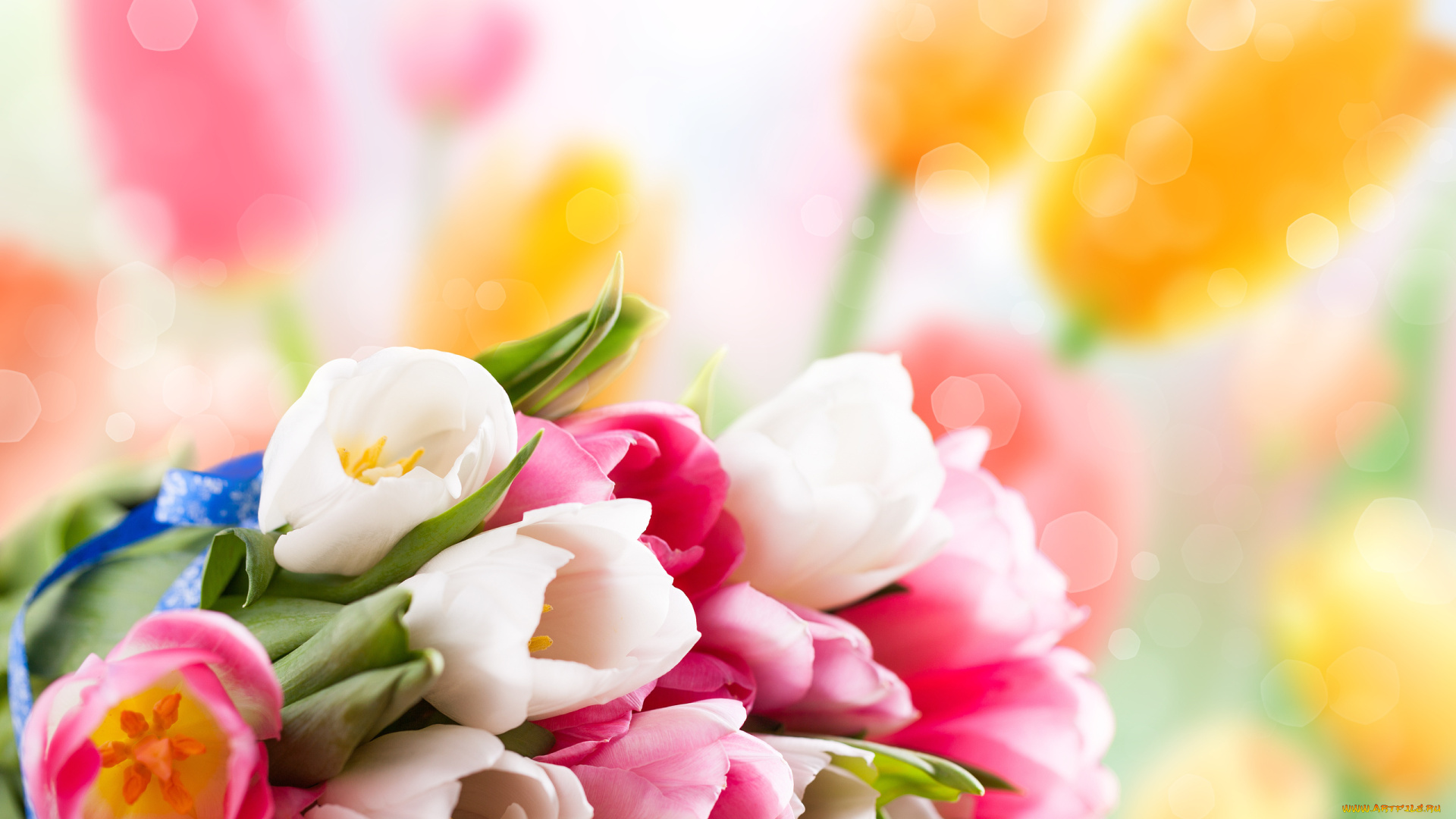 цветы, тюльпаны, белый, розовый, нежность