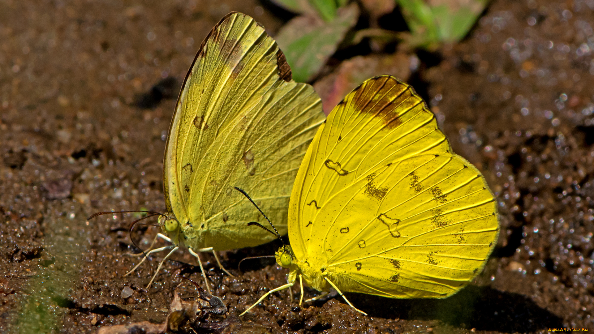 eurema, simulatrix, -, hill, grass, yellow, животные, бабочки, , мотыльки, , моли, бабочка