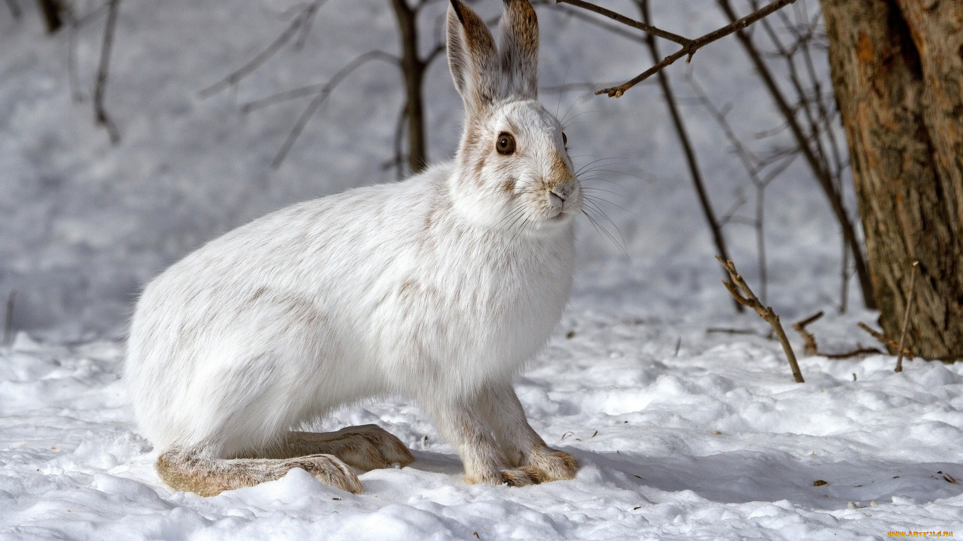 животные, кролики, , зайцы, снег, лес