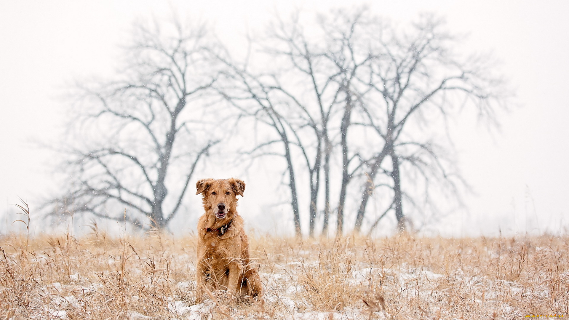 животные, собаки, golden, retriever, dog, snow, winter