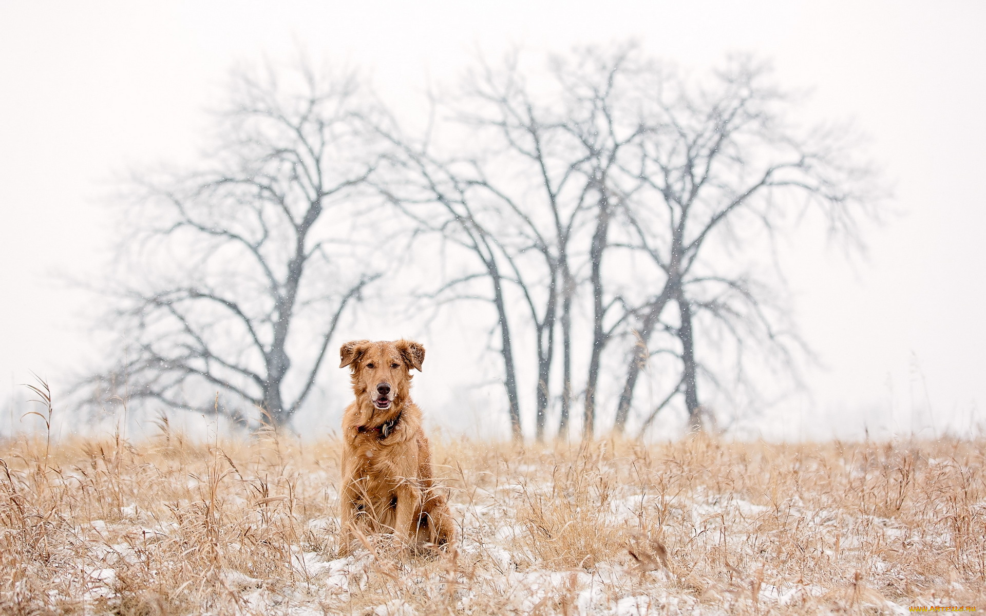 животные, собаки, golden, retriever, dog, snow, winter