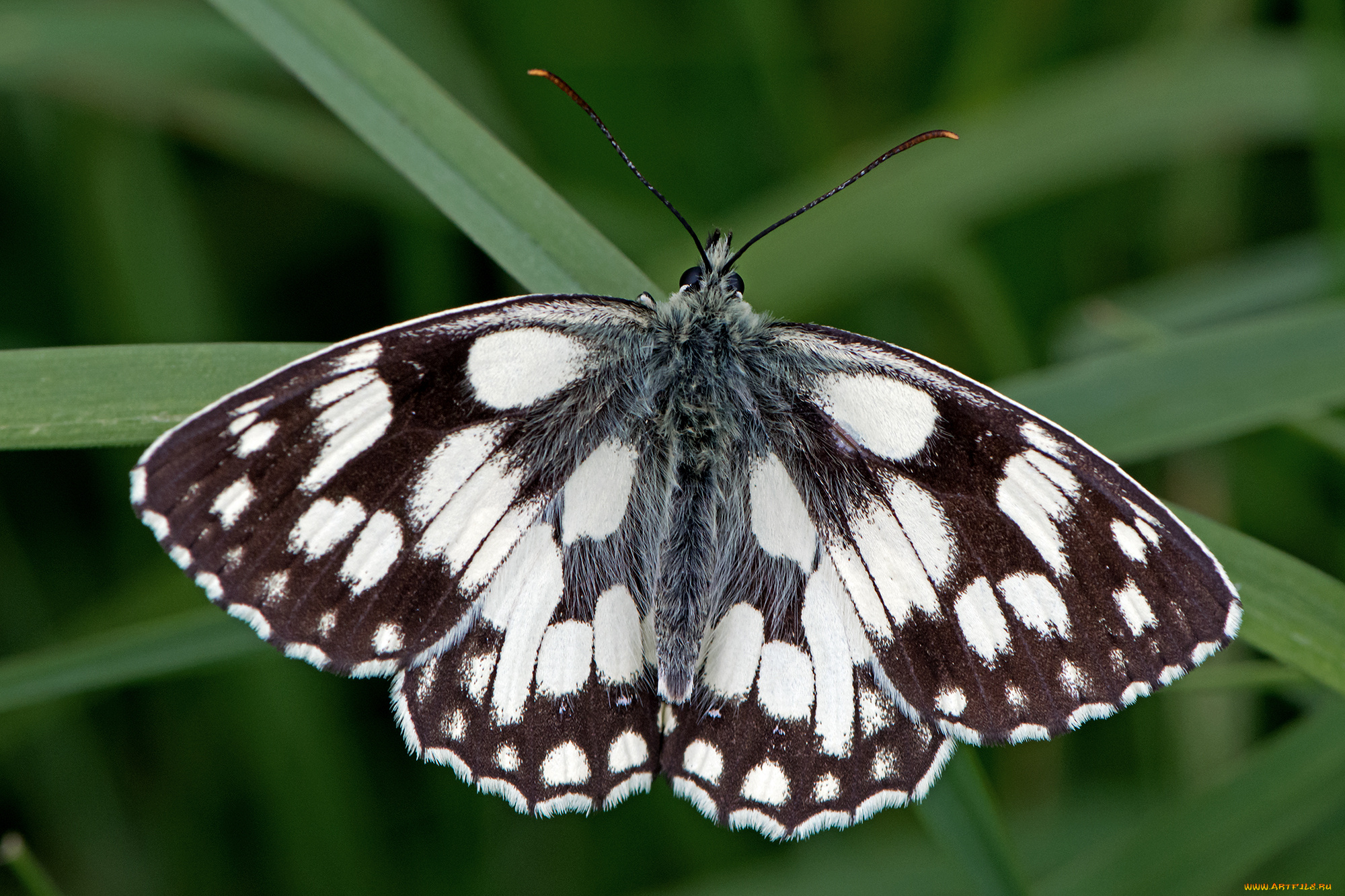 melanargia, galathea, -, marbled, white, животные, бабочки, , мотыльки, , моли, бабочка